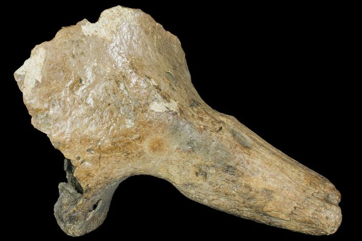 Pleistocene Aged Fossil Bison Skull Section with Horn - Kansas #150448